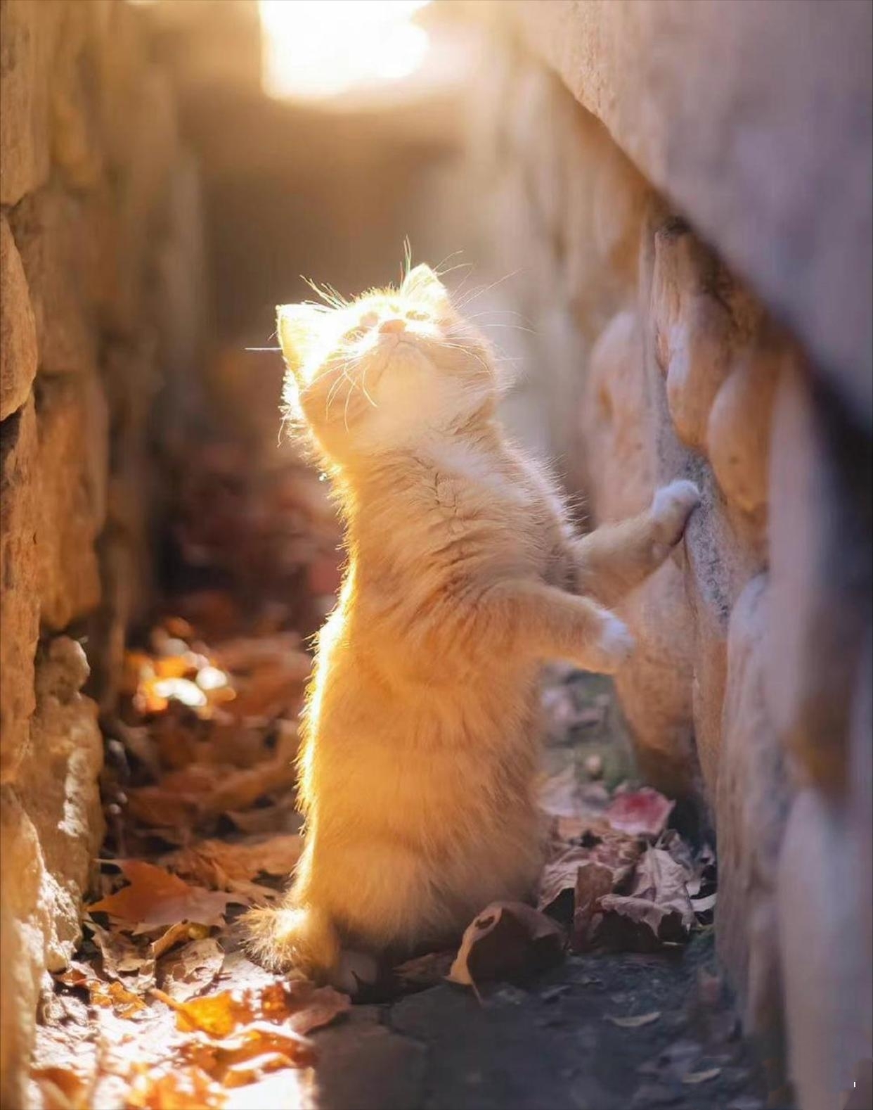 金色宠：2023年成立的宠物功能粮品牌，凭什么让成分党买单？